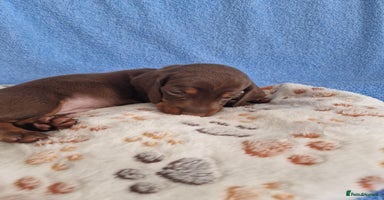 Dachshund dogs - Advert 4