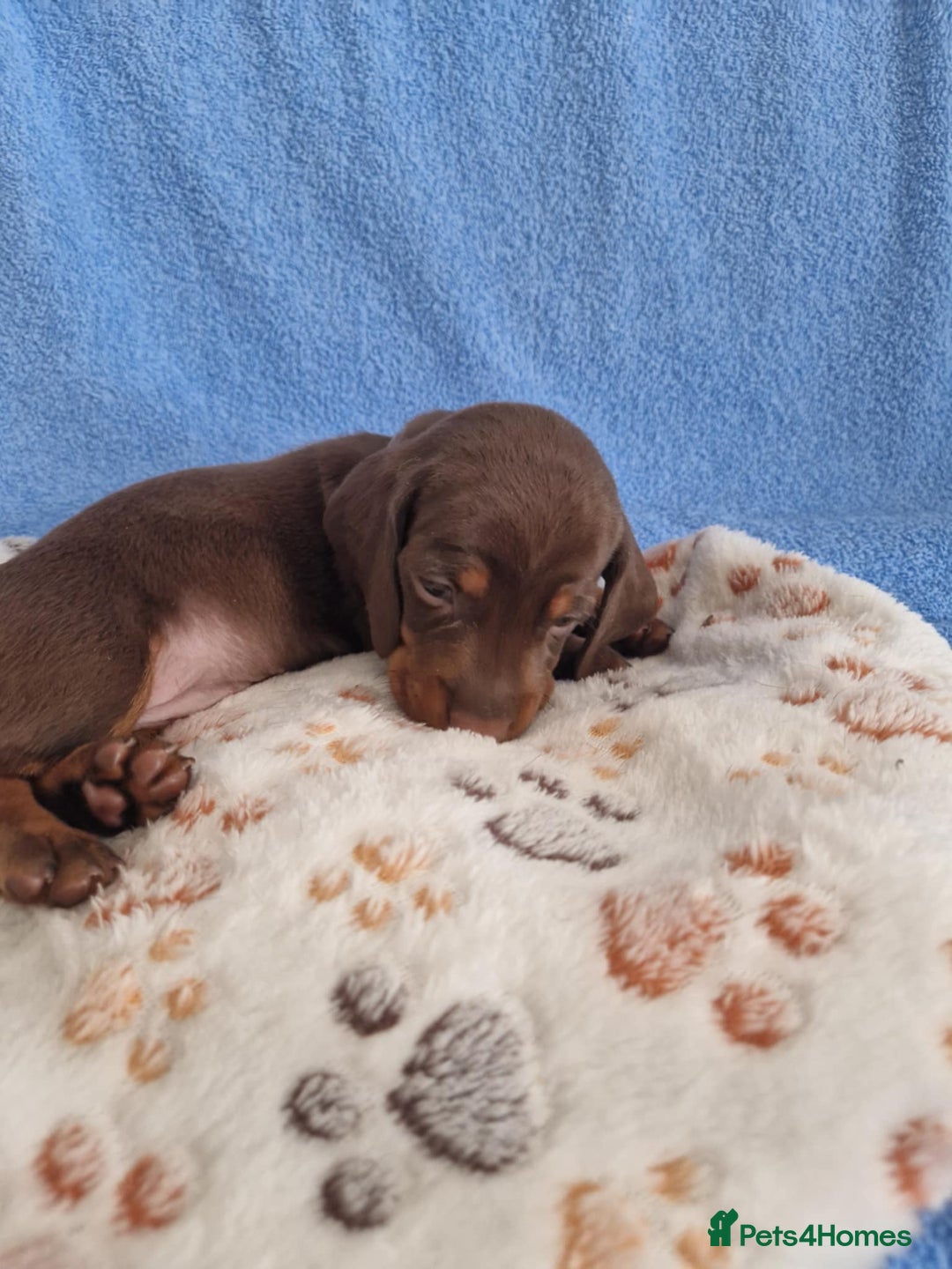 Dachshund dogs for sale: dachshund puppies  - Image 3