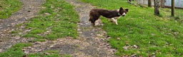 Border Collie dogs for sale: Red and white Bordef collie - Advert 3