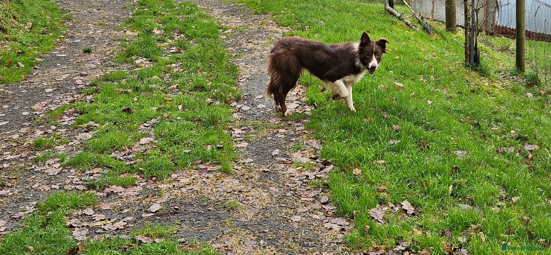 Border Collie dogs for sale: Red and white Bordef collie - Advert 3