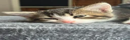 Mixed Breed cats for sale: 3 beautiful kittens ready now!  - Advert 6