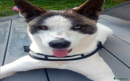 Huskita dogs for sale: Huski cross akita 3 years old female  - Image 10