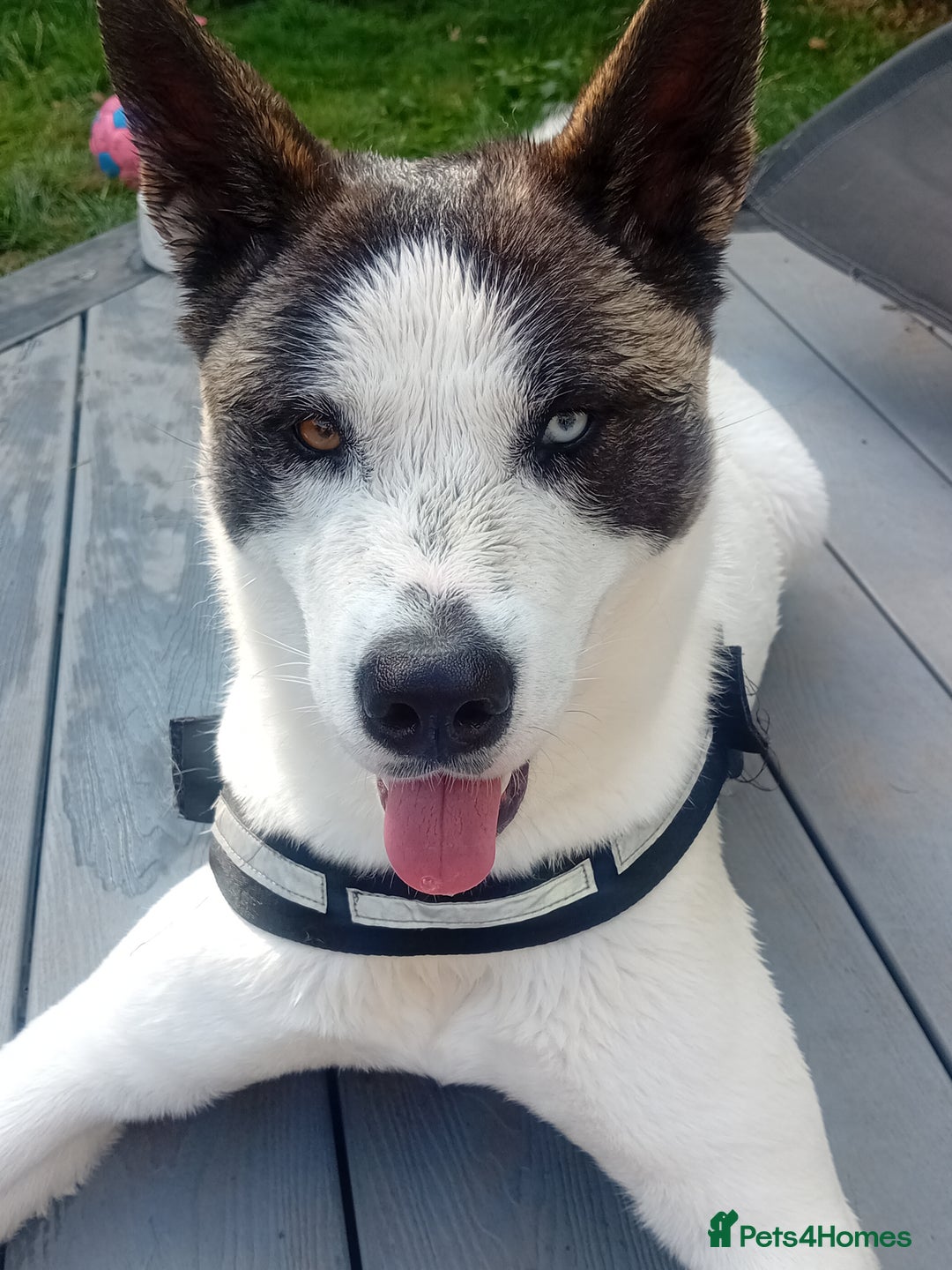Huskita dogs for sale: Huski cross akita 3 years old female  - Image 10