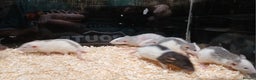 Rat rodents for sale: Baby Dumbo Rats Normal - Rex Furred  - Advert 10