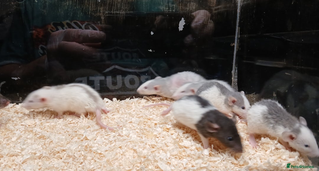 Rat rodents for sale: Baby Dumbo Rats Normal - Rex Furred  - Advert 10