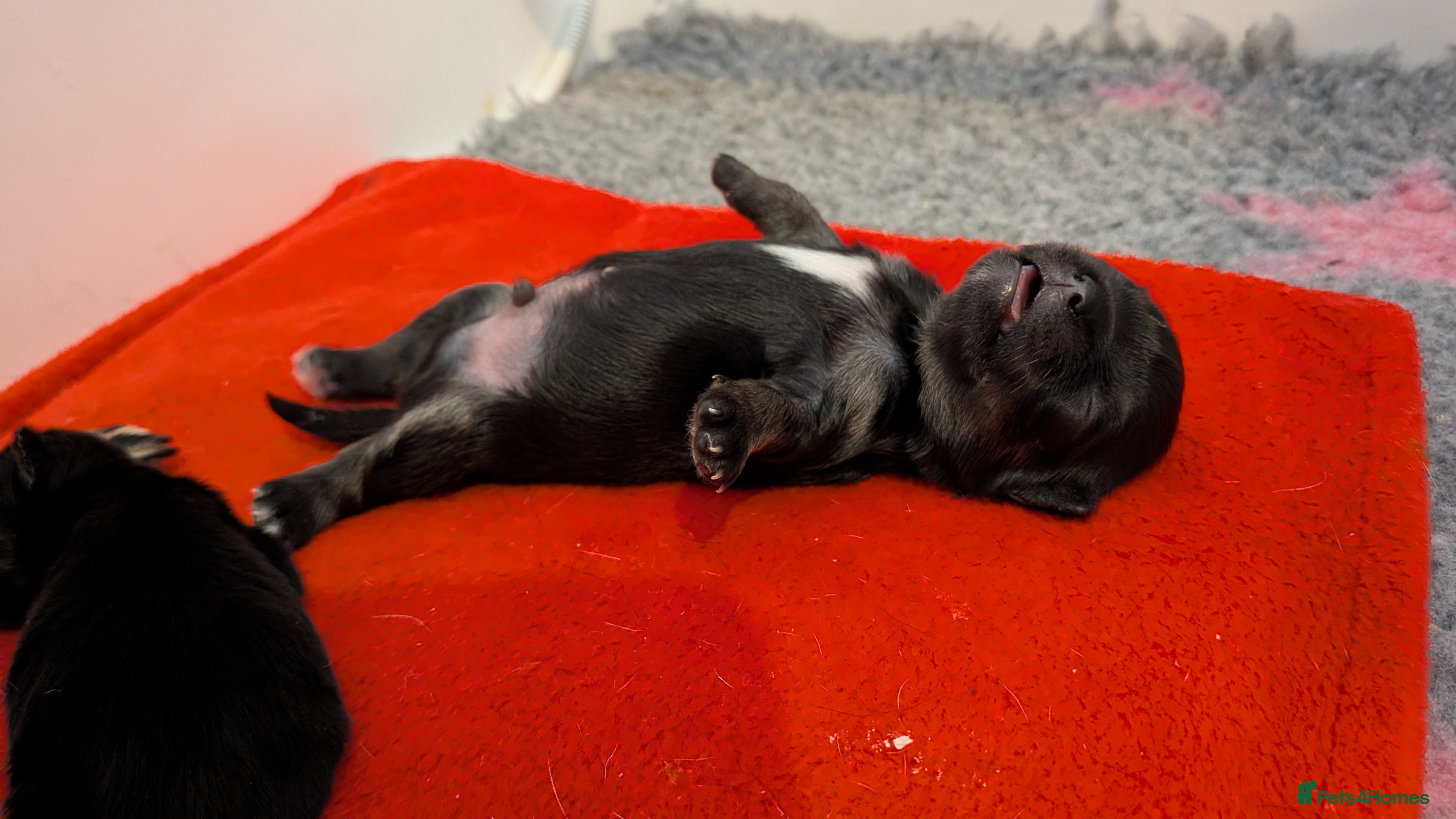 Chihuahua dogs Chihuahua Puppies  - Advert 2