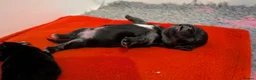 Chihuahua dogs for sale: Chihuahua Puppies  - Advert 2