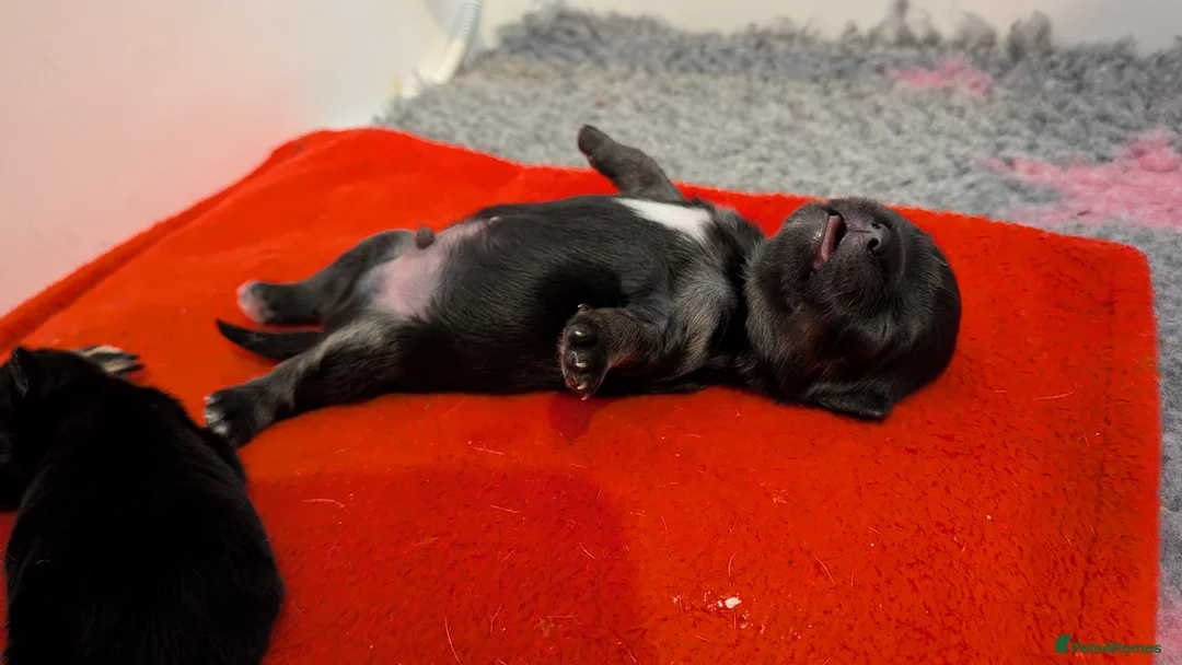 Chihuahua dogs for sale: Chihuahua Puppies  - Advert 2