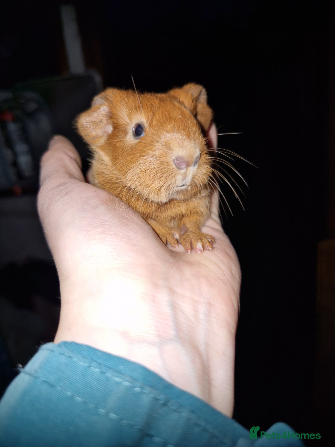 Guinea Pig rodents for sale: Two bond brothers ready on 11th feb 26 - Advert 16