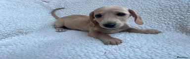 Miniature Dachshund 1
