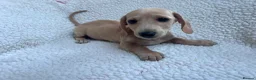 Miniature Dachshund dogs for sale: ***mini dachshund *** - Advert 14