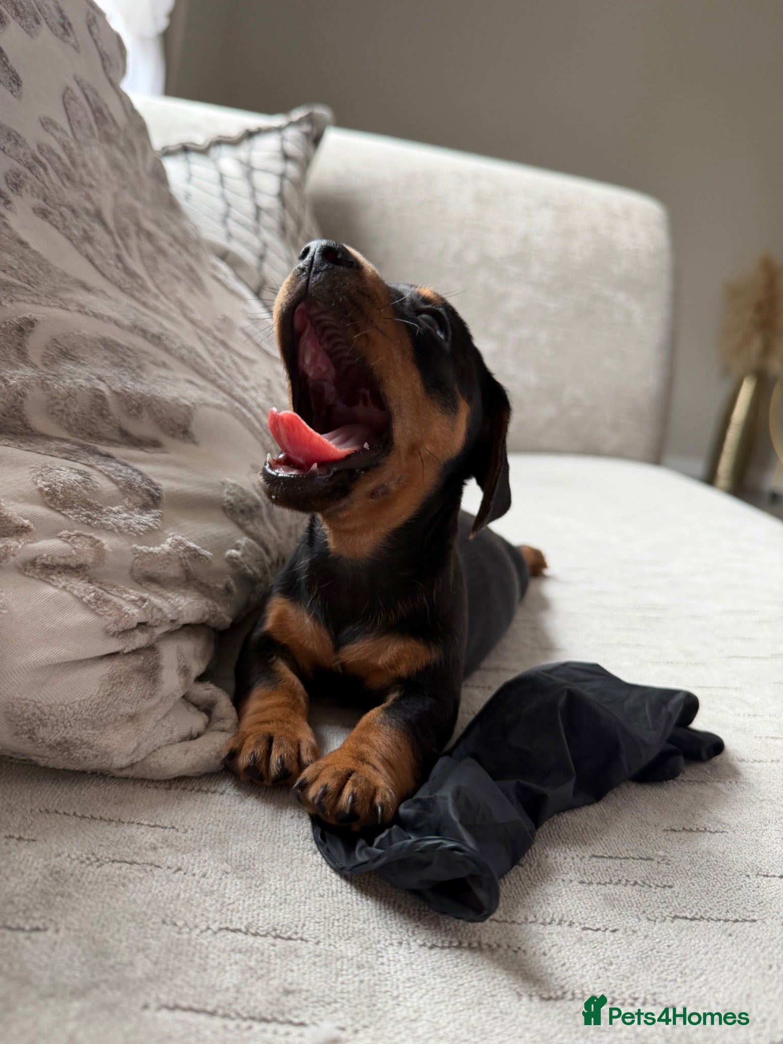 Miniature Dachshund dogs ✨ True mini  dachshunds boy girl left✨ - Advert 18