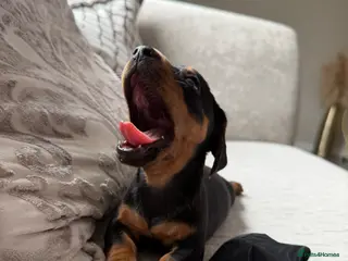 Miniature Dachshund dogs ✨ True mini dachshunds boy girl left✨ - Advert 16