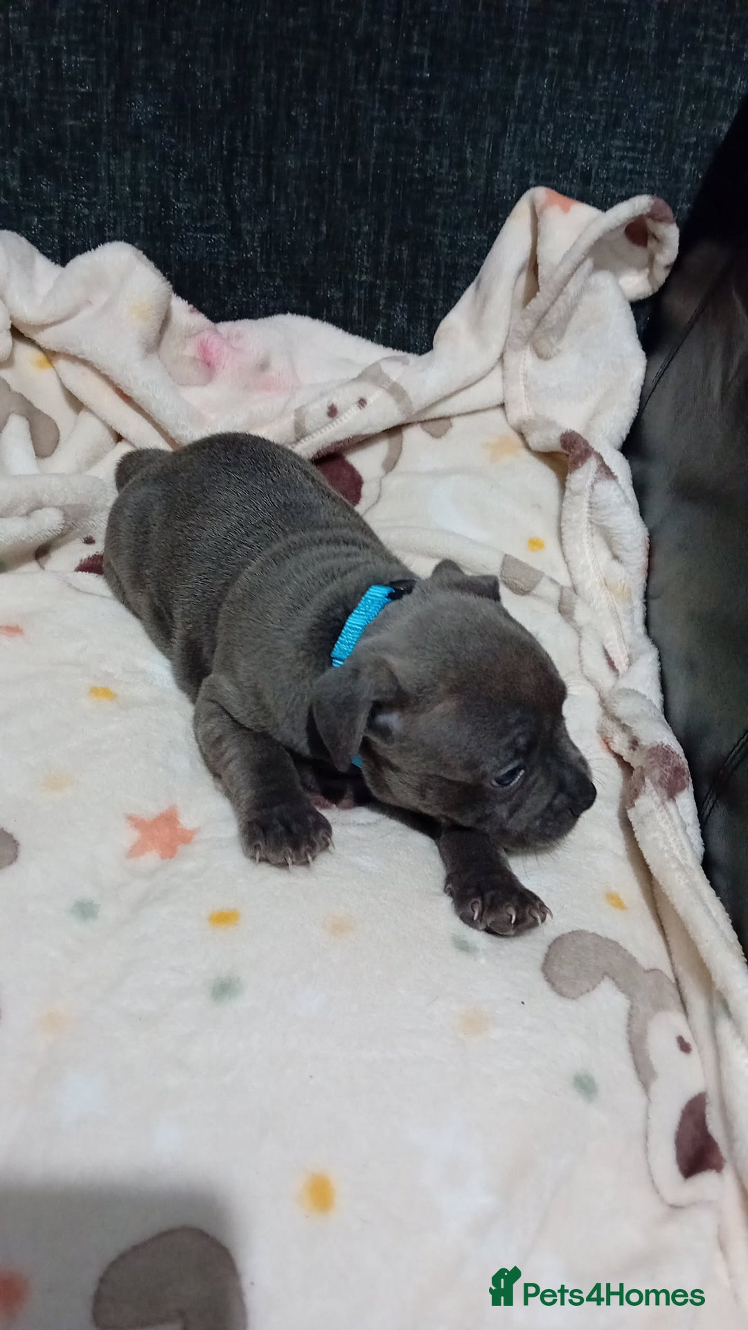 Staffordshire Bull Terrier dogs for sale: **Gorgeous blue staffy pups** - Advert 20