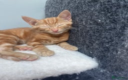 Mixed Breed cats for sale: 2 beautiful kittens full ginger and tortoise shell - Image 3