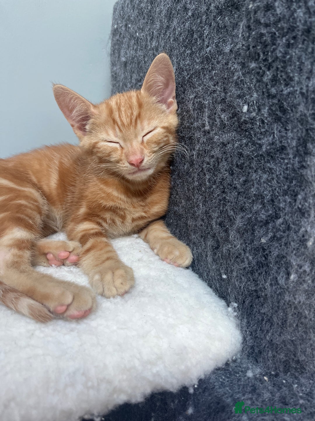 Mixed Breed cats for sale: 2 beautiful kittens full ginger and tortoise shell - Image 3