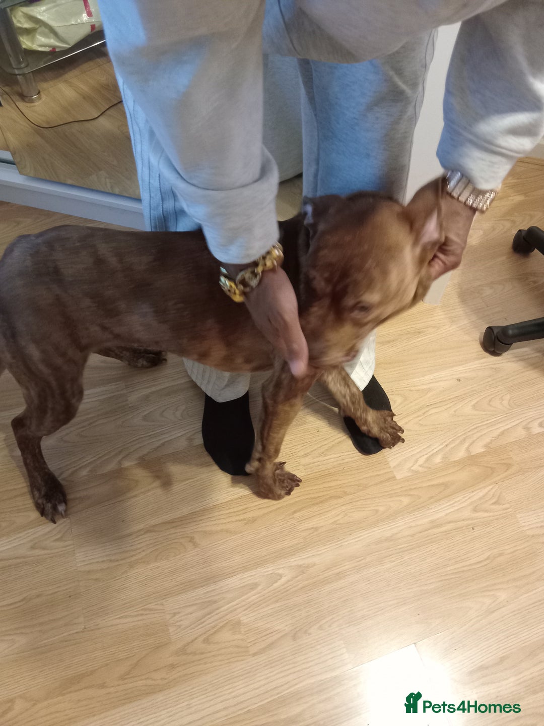 Dogue De Bordeaux dogs for sale: Our lovely happy puppy [full breed] - Advert 3