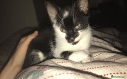 British Shorthair cats for sale: Female 8 weeks kitten black and whiteshorthair  - Image 1