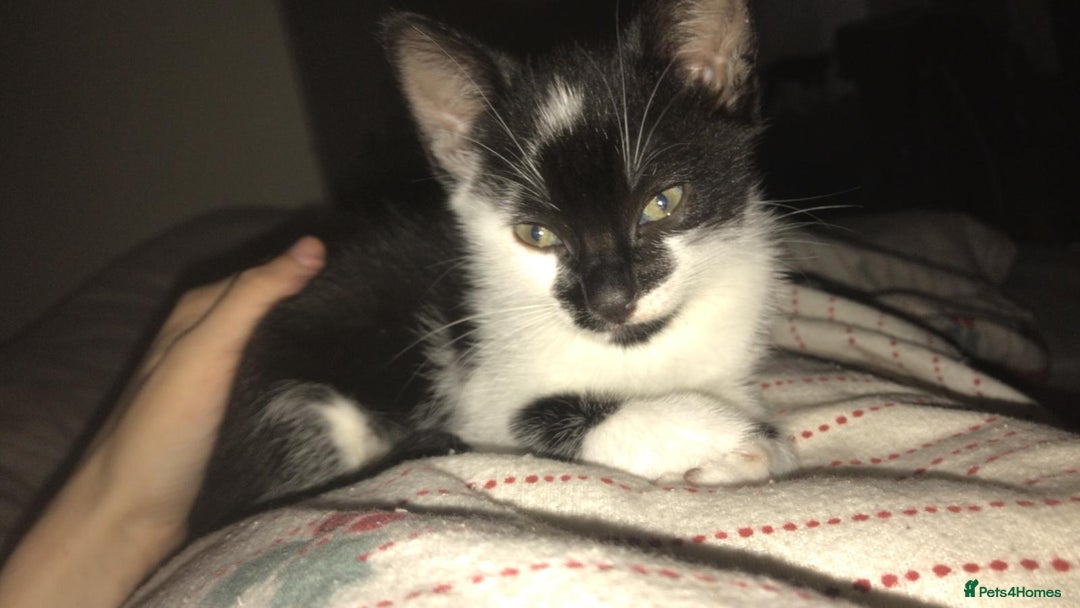 British Shorthair cats for sale: Female 8 weeks kitten black and whiteshorthair  - Image 1