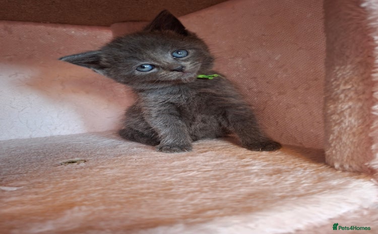 Mixed Breed cats - Advert 3