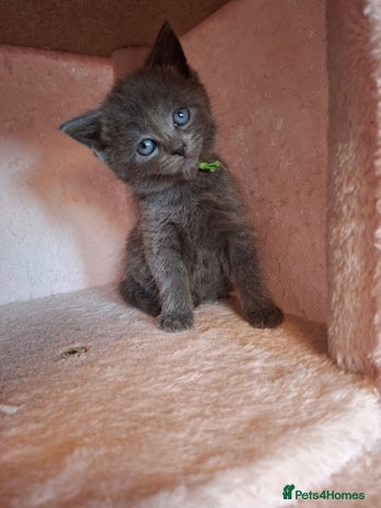 Mixed Breed cats - Advert 3