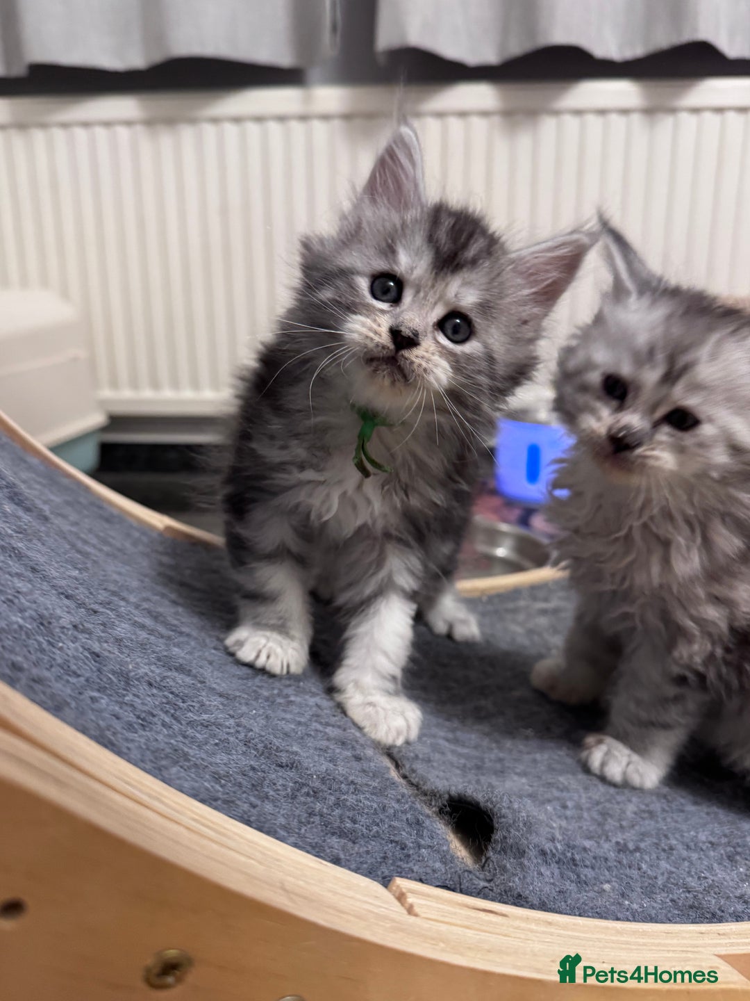 Maine Coon cats for sale: 🌟🌟Beautiful Maine Coon kittens🌟🌟 - Advert 9