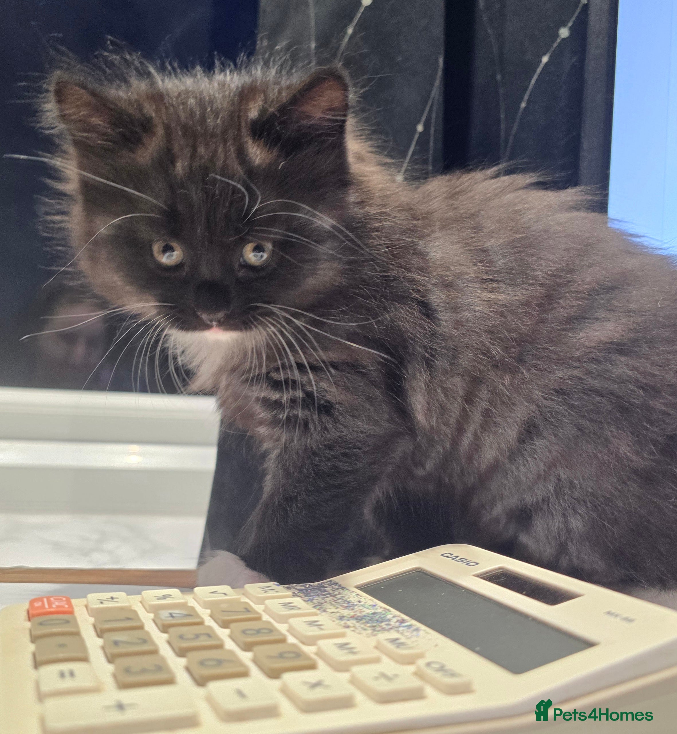 Mixed Breed cats Raised With Love – Gorgeous Kittens - Advert 3