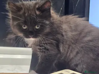 Mixed Breed cats Raised With Love – Gorgeous Kittens - Advert 3