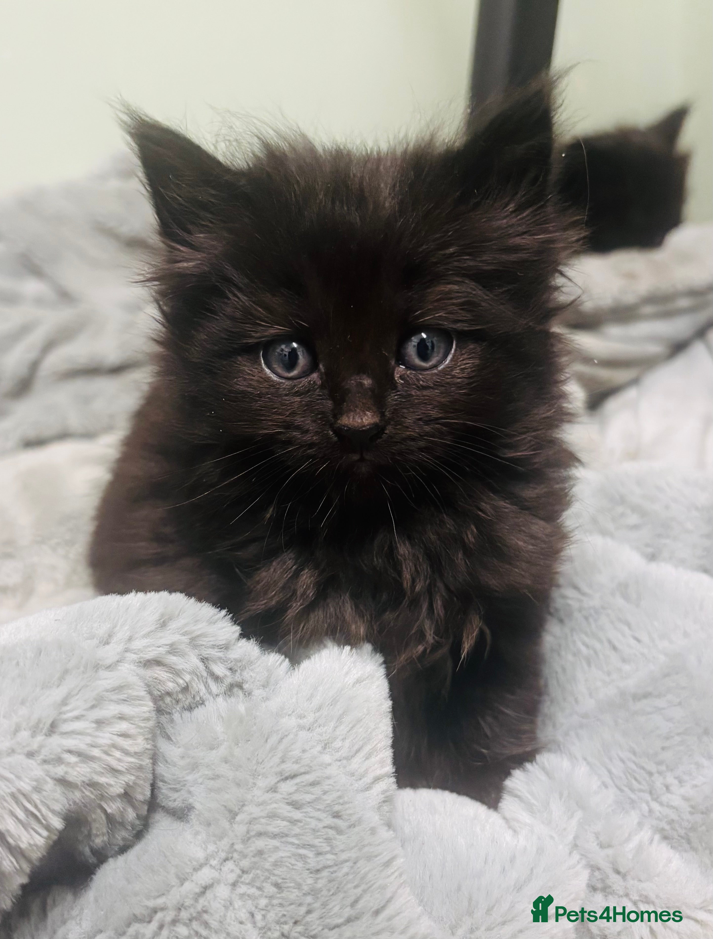 Mixed Breed cats Beautiful nebelung cross fluffy kittens  - Advert 9