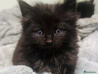 Mixed Breed cats Beautiful nebelung cross fluffy kittens - Advert 1