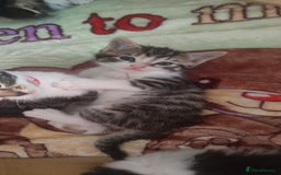 Mixed Breed cats for sale: Ragdoll mixed kitten - Image 1