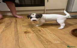 Mixed Breed dogs for sale: Jack x cocker puppies two female available  - Image 2