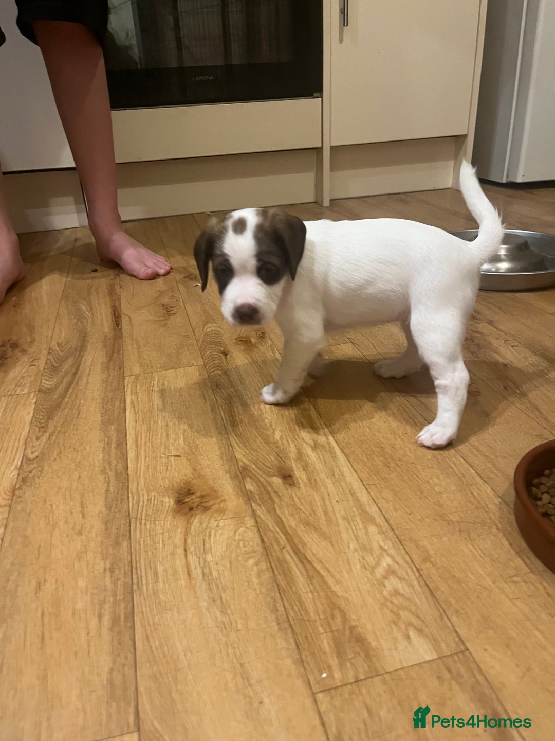 Mixed Breed dogs for sale: Jack x cocker puppies two female available  - Image 2