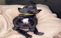 Staffordshire Bull Terrier dogs for sale: Beautiful tri and brindle staffy pups - Image 20