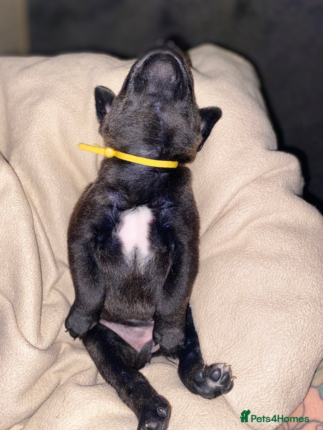 Staffordshire Bull Terrier dogs for sale: Beautiful tri and brindle staffy pups - Image 20