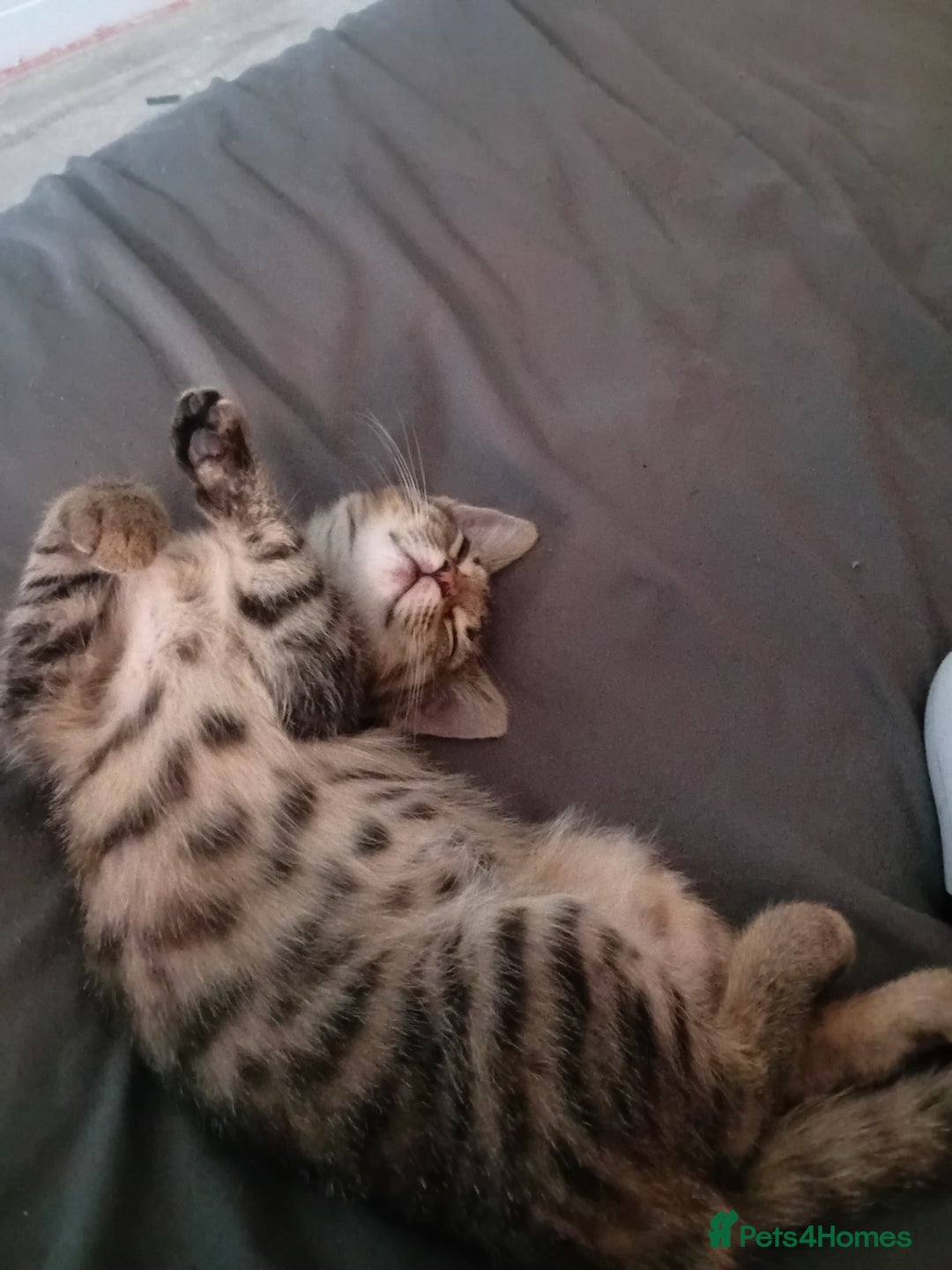 Mixed Breed cats for sale: Female tabby kitten  - Image 1