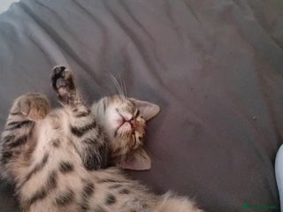 Mixed Breed cats for sale - Advert 1