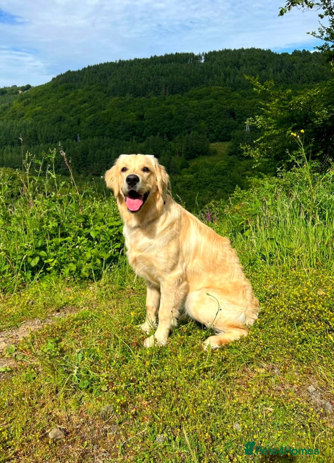 Golden Retriever dogs for sale: KC Registered Golden Retriever Puppies - Advert 11