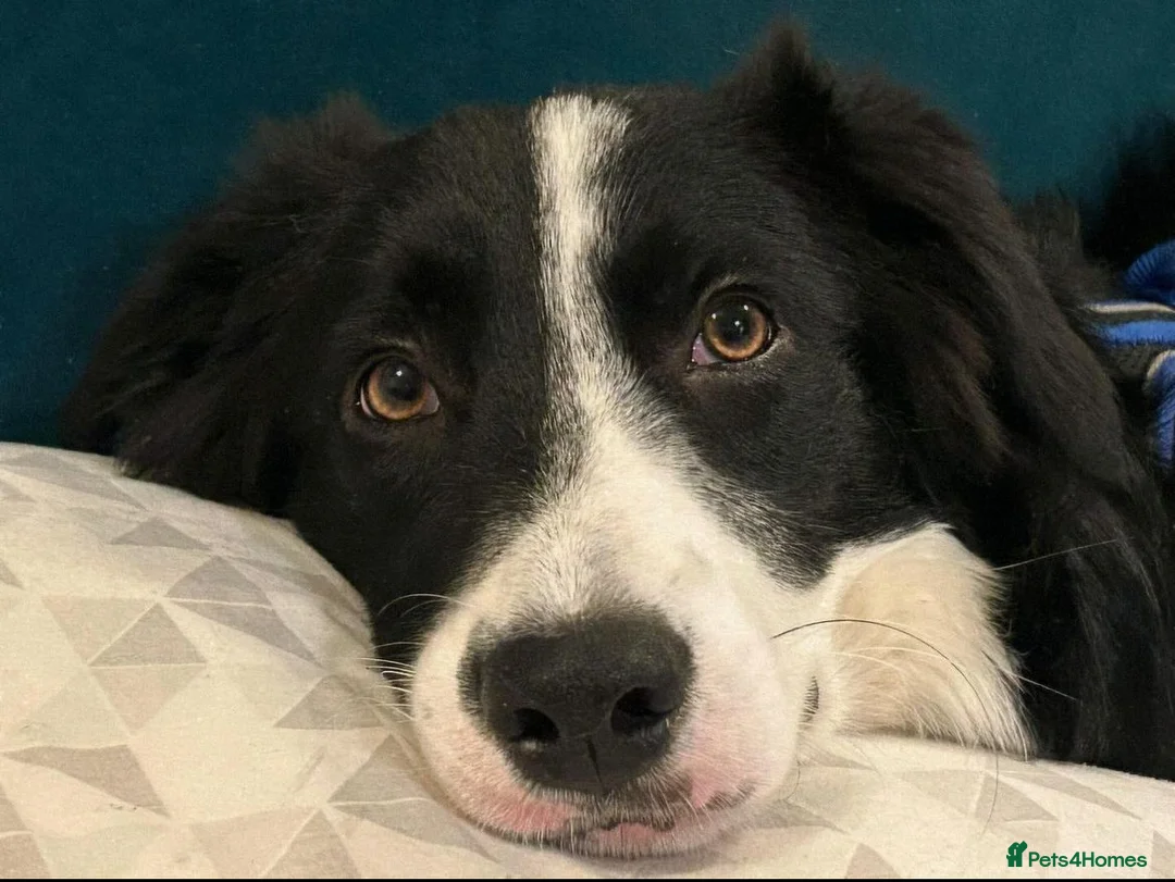 Border Collie dogs for stud: Beautiful Pedigree Stud Border Collie for breeding in Isleworth - Advert 15