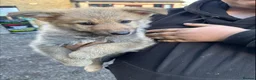 German Shepherd dogs for sale: german shepherd pups in Huntingdon - Advert 5
