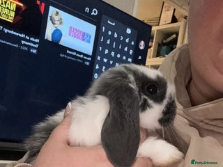 Mini Lop rabbits Mini Lop bunnies for sale - Advert 1