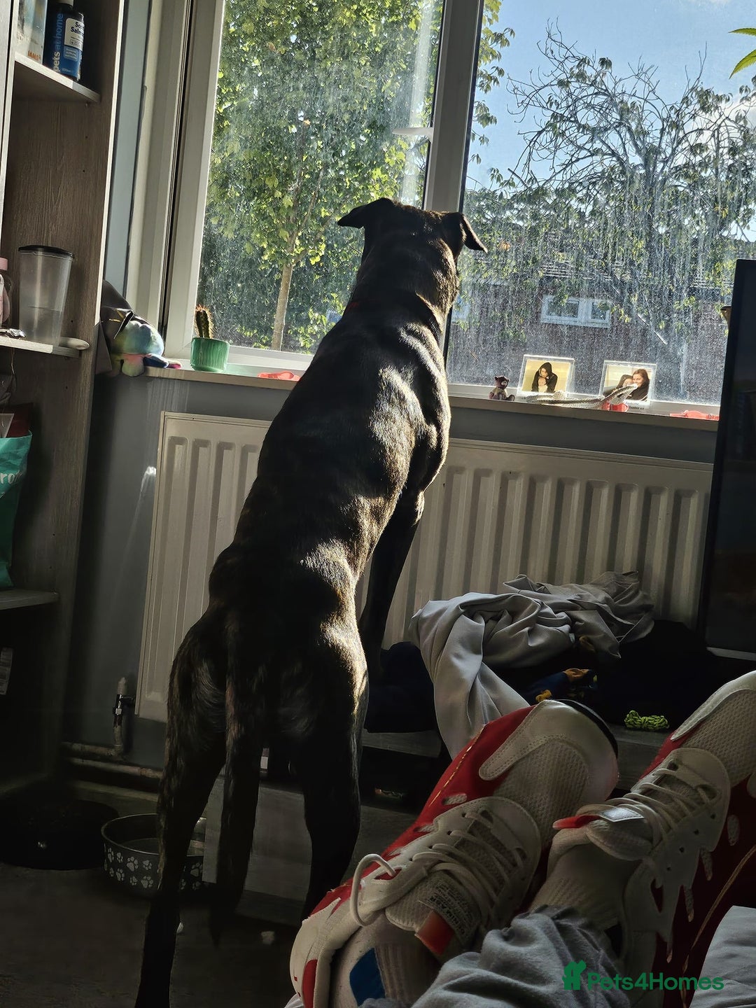 Mixed Breed dogs for sale: Clyde  - Image 1