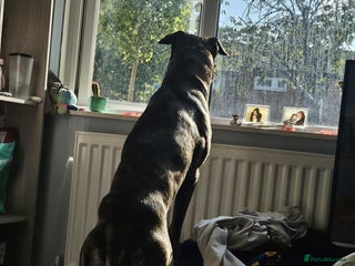 Mixed Breed dogs - Advert 12