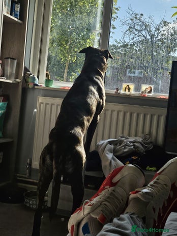 Mixed Breed dogs - Advert 5