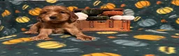 Cocker Spaniel dogs for sale: ⭐️Stunning show cocker spaniel puppies  - Advert 5