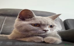 British Shorthair cats for sale: British short hair - Image 3