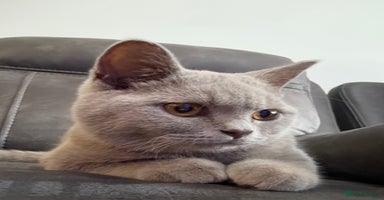 British Shorthair cats - Advert 7