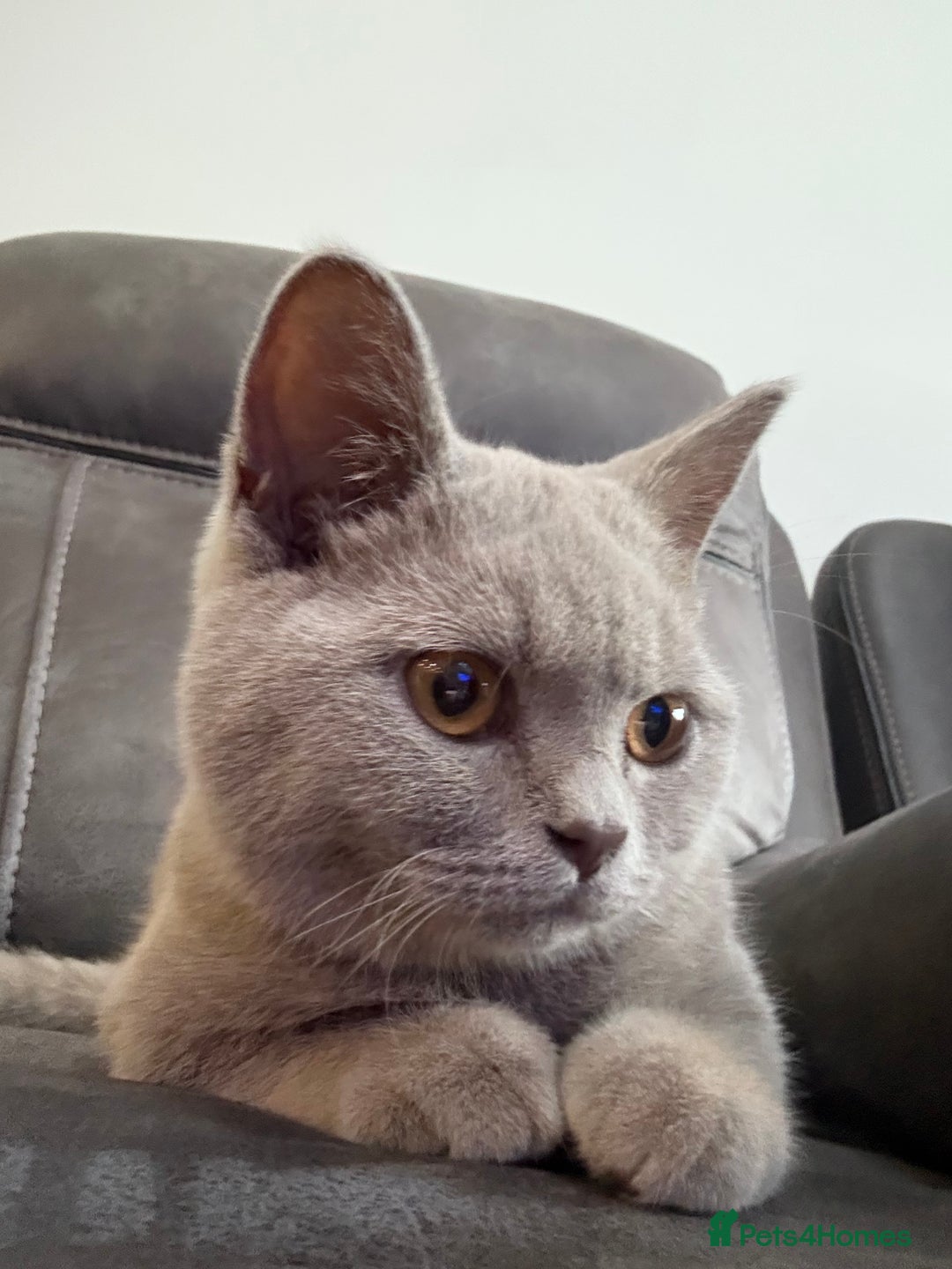British Shorthair cats for sale: British short hair - Image 3
