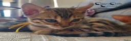 Bengal cats for sale: Pedigree Brown Rosetted Bengal Kittens - Advert 8