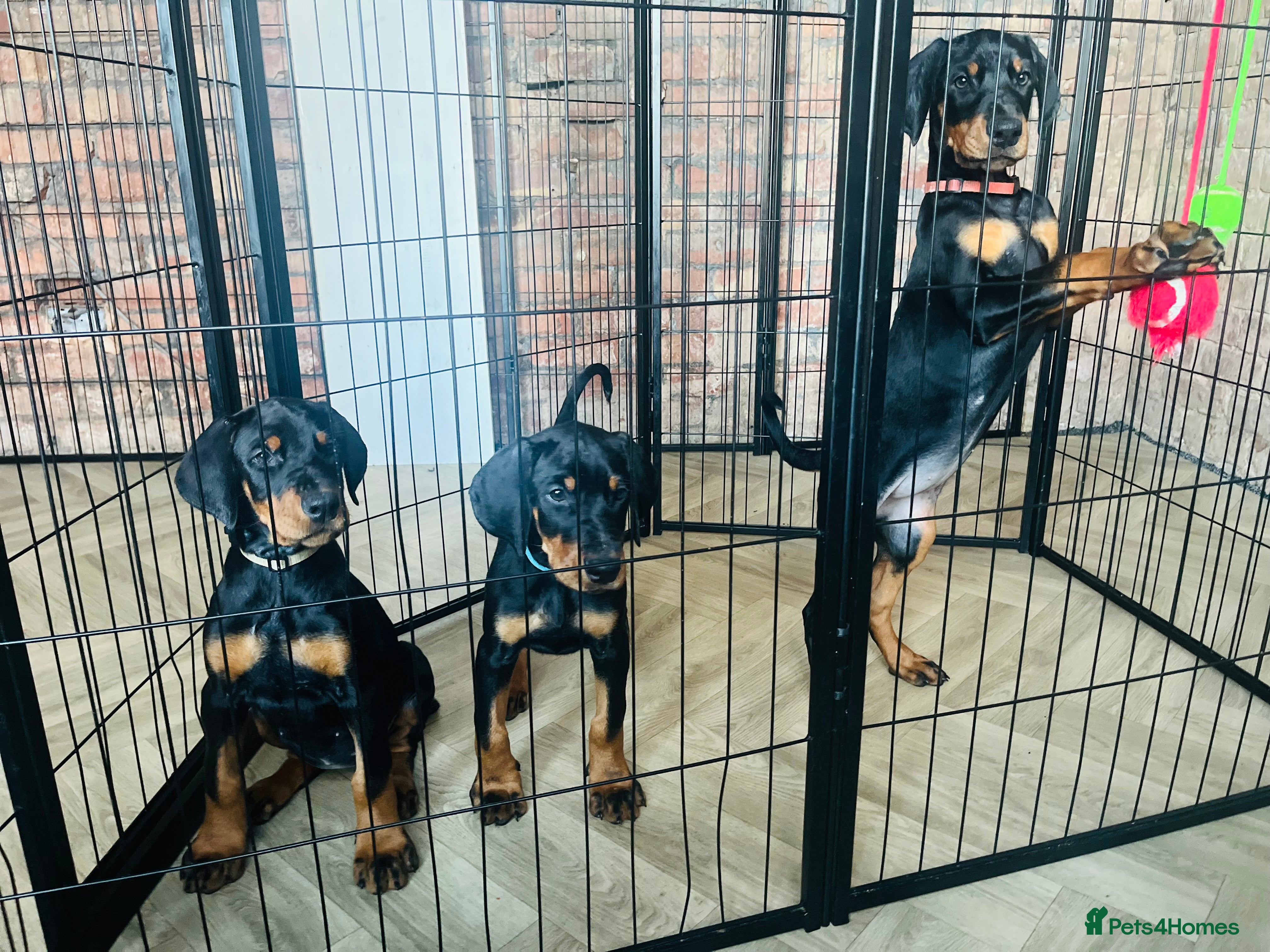 Dobermann dogs 🏆Supreme Dobermanns - Where Excellence Begins 🏆 - Advert 3